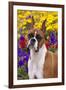 Portrait of -Flashy Fawn- Boxer by Garden, Geneva, Illinois, USA-Lynn M^ Stone-Framed Photographic Print