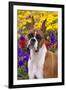 Portrait of -Flashy Fawn- Boxer by Garden, Geneva, Illinois, USA-Lynn M^ Stone-Framed Photographic Print