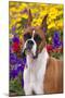 Portrait of -Flashy Fawn- Boxer by Garden, Geneva, Illinois, USA-Lynn M^ Stone-Mounted Photographic Print