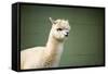 Portrait of Fluffy Young Alpaca (Vicugna Pacos)-luckybusiness-Framed Stretched Canvas