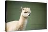 Portrait of Fluffy Young Alpaca (Vicugna Pacos)-luckybusiness-Stretched Canvas