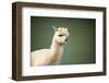 Portrait of Fluffy Young Alpaca (Vicugna Pacos)-luckybusiness-Framed Photographic Print