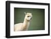 Portrait of Fluffy Young Alpaca (Vicugna Pacos)-luckybusiness-Framed Photographic Print