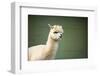 Portrait of Fluffy Young Alpaca (Vicugna Pacos)-luckybusiness-Framed Photographic Print