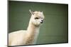 Portrait of Fluffy Young Alpaca (Vicugna Pacos)-luckybusiness-Mounted Photographic Print