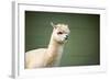 Portrait of Fluffy Young Alpaca (Vicugna Pacos)-luckybusiness-Framed Photographic Print