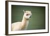 Portrait of Fluffy Young Alpaca (Vicugna Pacos)-luckybusiness-Framed Photographic Print