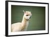 Portrait of Fluffy Young Alpaca (Vicugna Pacos)-luckybusiness-Framed Photographic Print