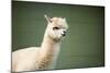 Portrait of Fluffy Young Alpaca (Vicugna Pacos)-luckybusiness-Mounted Photographic Print