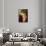 Portrait of Franziska Charlemont-Hans Makart-Giclee Print displayed on a wall