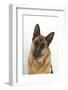 Portrait of German Shepherd Dog Bitch-Mark Taylor-Framed Photographic Print