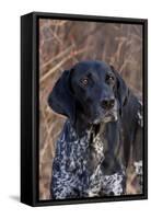 Portrait of German Shorthair Pointer Standing by Bush with Red Berries in Late November-Lynn M^ Stone-Framed Stretched Canvas