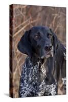 Portrait of German Shorthair Pointer Standing by Bush with Red Berries in Late November-Lynn M^ Stone-Stretched Canvas