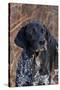 Portrait of German Shorthair Pointer Standing by Bush with Red Berries in Late November-Lynn M^ Stone-Stretched Canvas