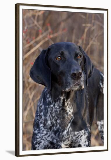 Portrait of German Shorthair Pointer Standing by Bush with Red Berries in Late November-Lynn M^ Stone-Framed Premium Photographic Print