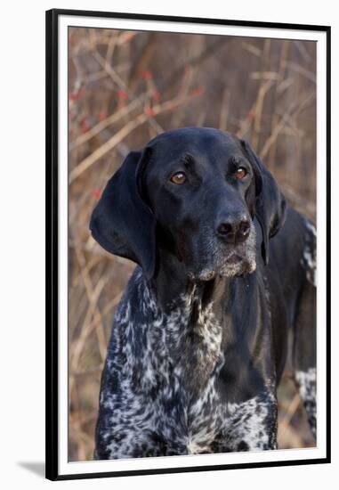 Portrait of German Shorthair Pointer Standing by Bush with Red Berries in Late November-Lynn M^ Stone-Framed Premium Photographic Print