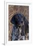 Portrait of German Shorthair Pointer Standing by Bush with Red Berries in Late November-Lynn M^ Stone-Framed Photographic Print