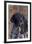 Portrait of German Shorthair Pointer Standing by Bush with Red Berries in Late November-Lynn M^ Stone-Framed Photographic Print