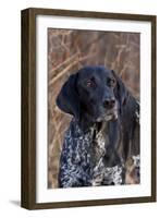 Portrait of German Shorthair Pointer Standing by Bush with Red Berries in Late November-Lynn M^ Stone-Framed Photographic Print