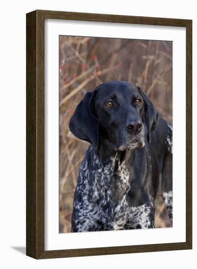 Portrait of German Shorthair Pointer Standing by Bush with Red Berries in Late November-Lynn M^ Stone-Framed Photographic Print