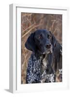 Portrait of German Shorthair Pointer Standing by Bush with Red Berries in Late November-Lynn M^ Stone-Framed Photographic Print