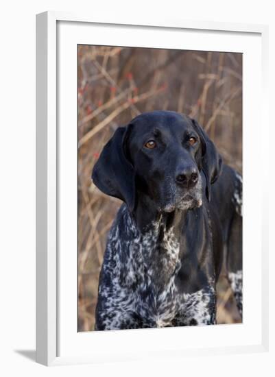 Portrait of German Shorthair Pointer Standing by Bush with Red Berries in Late November-Lynn M^ Stone-Framed Photographic Print