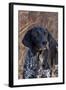 Portrait of German Shorthair Pointer Standing by Bush with Red Berries in Late November-Lynn M^ Stone-Framed Photographic Print