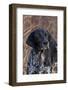 Portrait of German Shorthair Pointer Standing by Bush with Red Berries in Late November-Lynn M^ Stone-Framed Photographic Print