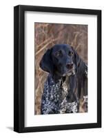 Portrait of German Shorthair Pointer Standing by Bush with Red Berries in Late November-Lynn M^ Stone-Framed Photographic Print