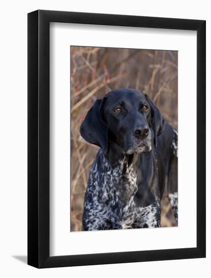 Portrait of German Shorthair Pointer Standing by Bush with Red Berries in Late November-Lynn M^ Stone-Framed Photographic Print