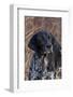 Portrait of German Shorthair Pointer Standing by Bush with Red Berries in Late November-Lynn M^ Stone-Framed Photographic Print