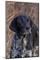 Portrait of German Shorthair Pointer Standing by Bush with Red Berries in Late November-Lynn M^ Stone-Mounted Photographic Print