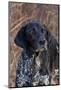 Portrait of German Shorthair Pointer Standing by Bush with Red Berries in Late November-Lynn M^ Stone-Mounted Photographic Print
