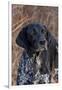 Portrait of German Shorthair Pointer Standing by Bush with Red Berries in Late November-Lynn M^ Stone-Framed Photographic Print