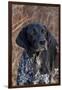 Portrait of German Shorthair Pointer Standing by Bush with Red Berries in Late November-Lynn M^ Stone-Framed Photographic Print