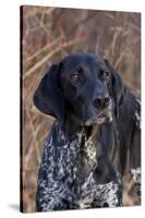 Portrait of German Shorthair Pointer Standing by Bush with Red Berries in Late November-Lynn M^ Stone-Stretched Canvas