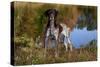 Portrait of German Shorthair Pointer Standing Next to Pond of Fall Reflection, Canterbury-Lynn M^ Stone-Stretched Canvas