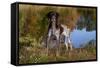 Portrait of German Shorthair Pointer Standing Next to Pond of Fall Reflection, Canterbury-Lynn M^ Stone-Framed Stretched Canvas