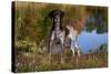 Portrait of German Shorthair Pointer Standing Next to Pond of Fall Reflection, Canterbury-Lynn M^ Stone-Stretched Canvas