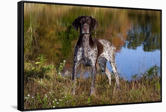 Portrait of German Shorthair Pointer Standing Next to Pond of Fall Reflection, Canterbury-Lynn M^ Stone-Framed Stretched Canvas
