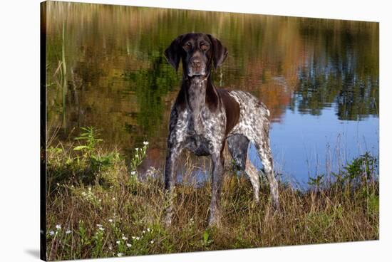 Portrait of German Shorthair Pointer Standing Next to Pond of Fall Reflection, Canterbury-Lynn M^ Stone-Stretched Canvas