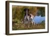 Portrait of German Shorthair Pointer Standing Next to Pond of Fall Reflection, Canterbury-Lynn M^ Stone-Framed Photographic Print