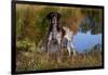 Portrait of German Shorthair Pointer Standing Next to Pond of Fall Reflection, Canterbury-Lynn M^ Stone-Framed Photographic Print
