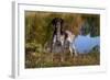 Portrait of German Shorthair Pointer Standing Next to Pond of Fall Reflection, Canterbury-Lynn M^ Stone-Framed Photographic Print