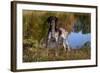 Portrait of German Shorthair Pointer Standing Next to Pond of Fall Reflection, Canterbury-Lynn M^ Stone-Framed Photographic Print