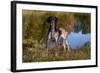 Portrait of German Shorthair Pointer Standing Next to Pond of Fall Reflection, Canterbury-Lynn M^ Stone-Framed Photographic Print