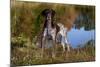 Portrait of German Shorthair Pointer Standing Next to Pond of Fall Reflection, Canterbury-Lynn M^ Stone-Mounted Photographic Print