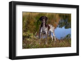 Portrait of German Shorthair Pointer Standing Next to Pond of Fall Reflection, Canterbury-Lynn M^ Stone-Framed Photographic Print