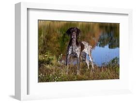 Portrait of German Shorthair Pointer Standing Next to Pond of Fall Reflection, Canterbury-Lynn M^ Stone-Framed Photographic Print