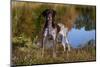 Portrait of German Shorthair Pointer Standing Next to Pond of Fall Reflection, Canterbury-Lynn M^ Stone-Mounted Photographic Print